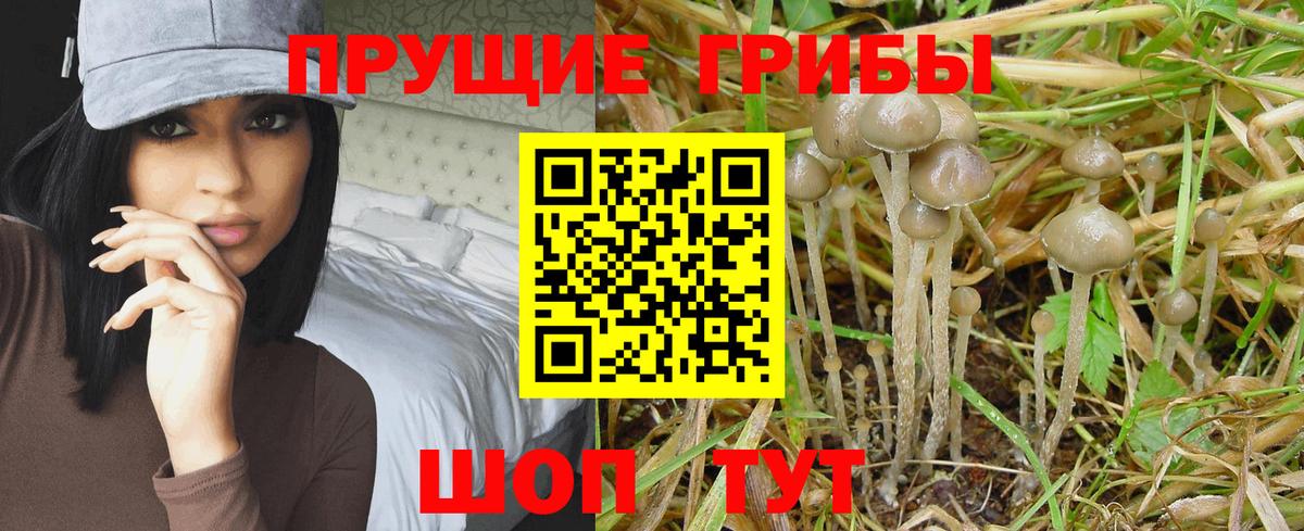 где можно купить наркотик  Псилоцибиновые грибы прущие грибы  Гусев  Вход с VPN  Псилоцибиновые грибы Psilocybine cubensis 